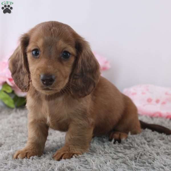 Olina, Dachshund Puppy